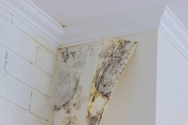 Why You Should Choose Our Mold Remediation Services in Esperance, WA